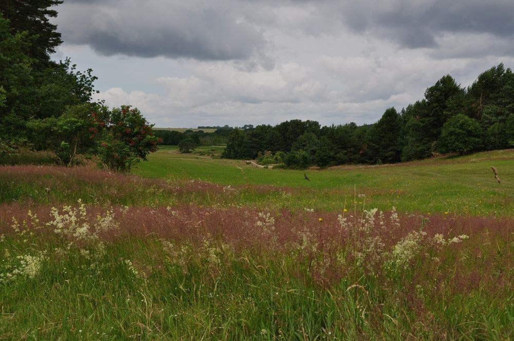 Heidelandschaft Naturpark Insel Usedom  Gerhard/ VDN