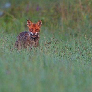 Fuchs mit Beute  W. Schaal/ VDN