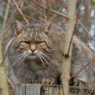 Wildkatze  Lonche/ VDN