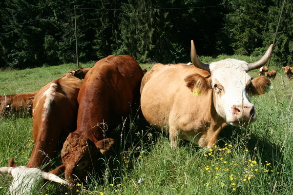 ... und Khen aus dem Naturpark Sdschwarzwald.