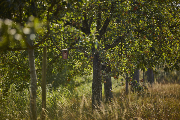 Grundlage der JUNG-Produkte: naturbelassene Streuobstwiesen  Michael Bode