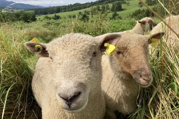 Die Schafe vom Basilishof  Nicole und Sebastian Schchtele