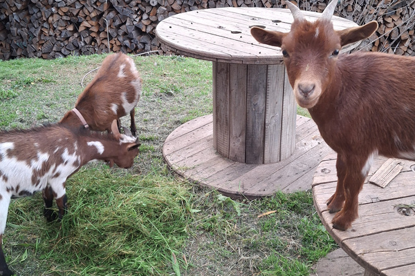 Die Zwergziegen  Familie Weier