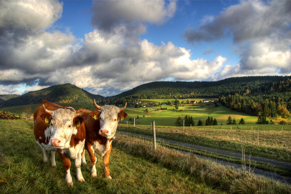 Waeldervieh bei Herrenschwand_Christoph Wasmer